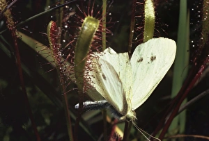 Great Sundew - with Small White Butterfly caught on leaves Great Sundew - with Small White Butterfly caught on leaves