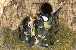 Great Tit - adult at nest box with 13 day old chicks Great Tit - adult at nest box with 13 day old chicks