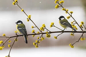 Great Tit - two birds perched on flowering Cornelian Cherry branch, North Hessen, Germany Date: 11-Feb-19