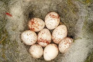 Great Tit - eggs in nest