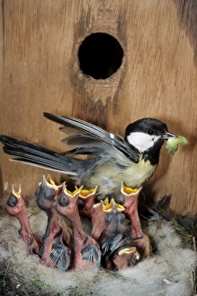 Great Tit - entering nestbox and feeding caterpillar to begging chicks Great Tit - entering nestbox and feeding caterpillar to begging chicks