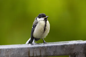 Great Tit, juvenile bird sitting on fence with tick embedded above its eye, Hessen, Germany Date: 28-May-19 Great Tit, juvenile bird sitting on fence with tick embedded above its eye, Hessen, Germany Date: 28-May-19