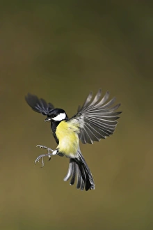 Great Tit. Male in-flight about to alight on a bird feeder