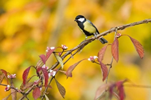 Great Tit - perched on flowering Viburnum bush in garden - autumn Great Tit - perched on flowering Viburnum bush in garden - autumn
