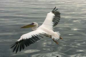 Great White Pelican - In flight over the Atlantic Ocean near Walvis Bay Great White Pelican - In flight over the Atlantic Ocean near Walvis Bay