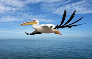 Great White Pelican - In flight over the Atlantic Ocean near Walvis Bay Great White Pelican - In flight over the Atlantic Ocean near Walvis Bay