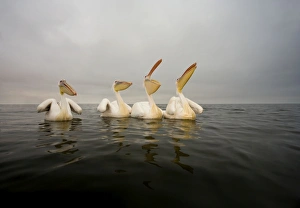 Great White Pelican - Group portrait - taken from water level - misty morning Great White Pelican - Group portrait - taken from water level - misty morning