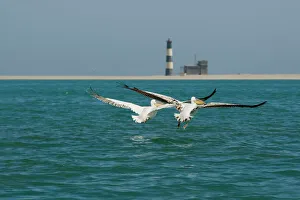 Great White Pelicans - pair in flight with the Pelican Point Light House in the background Great White Pelicans - pair in flight with the Pelican Point Light House in the background