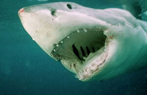 Great White SHARK - close-up of head, mouth open