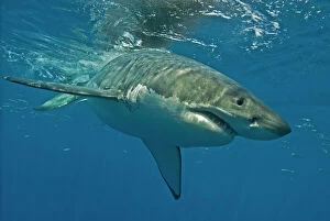 Shark Gallery: Great White Shark - Female