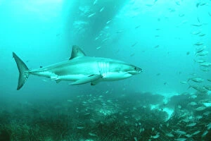 Shark Collection: Great White Shark With other fish, South Australia