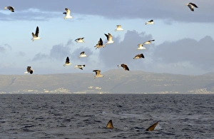 Great White Shark - followed by Kelp Gulls (larus dominicanus vetula) hoping to scavenge off remains of seal kill Great White Shark - followed by Kelp Gulls (larus dominicanus vetula) hoping to scavenge off remains of seal kill