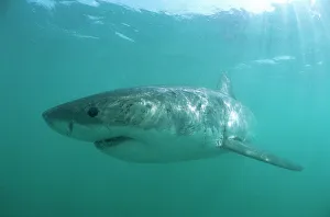 Great White Shark. Underwater Great White Shark. Underwater