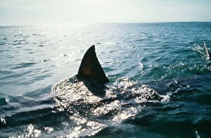 Sharks Collection: Great White Shark - Underwater with fin showing
