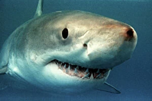 Eyes Gallery: Great White / White / White Pointer SHARK - close-up of head showing teeth