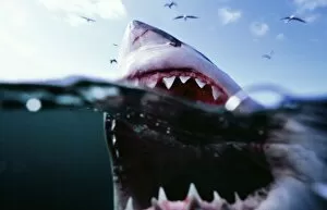 Sharks Collection: Great White / White / White Pointer SHARK