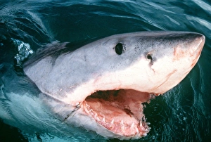 Great White / White / White Pointer SHARK - with open mouth