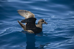 Great-winged Petrel - At sea off Eden Great-winged Petrel - At sea off Eden