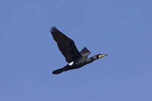 Vertebrate Gallery: Greater Cormorant - adult bird in flight - Germany