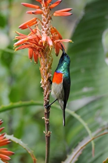 Greater Double-collared Sunbird male feeding at flowers of Aloe arborescens Greater Double-collared Sunbird male feeding at flowers of Aloe arborescens