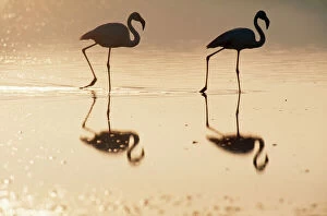 Symmetry Collection: Greater Flamingo Evening at the Laguna de Fuente de Piedra near the town of Antequera, Andalucia