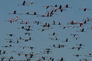 Images Dated 5th September 2004: Greater Flamingo - Flock in flight Lake Ngami, Botswana, Africa