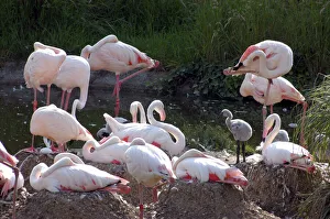 Greater Flamingoes - Nesting Greater Flamingoes - Nesting
