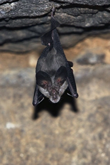 Greater horseshoe bat Greater horseshoe bat