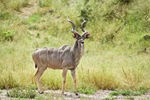 Greater Kudu - Male standing at approach to water hole