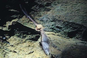 Greater mouse-eared bat flying out of a cave ( old iron mine) Greater mouse-eared bat flying out of a cave ( old iron mine)