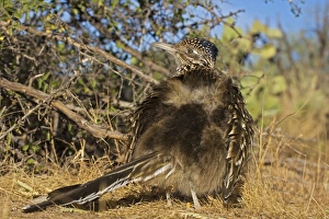Greater Roadrunner - warming itself by erecting feathers to allow sun to strike directly Greater Roadrunner - warming itself by erecting feathers to allow sun to strike directly