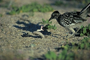 Greater Roadrunner with Western Diamondback Rattlesnake (Crotalus atrox Greater Roadrunner with Western Diamondback Rattlesnake (Crotalus atrox