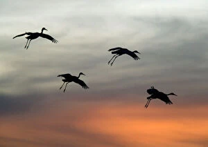 Four Collection: Greater Sandhill Cranes - in flight, coming in to winter roost at sunset