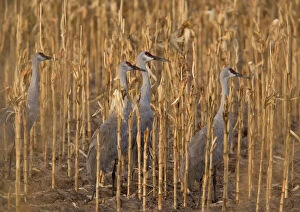 Greater Sandhill Cranes - in winter, feeding in maize (corn) field