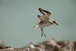 Greater Sandplover / Greater Sand Plover - in flight Greater Sandplover / Greater Sand Plover - in flight