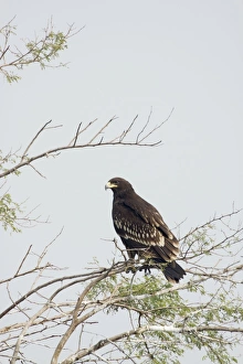 Greater Spotted Eagle - Keoladeo Ghana National Park Greater Spotted Eagle - Keoladeo Ghana National Park