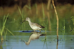 Greater Yellowlegs - using small, shallow pond during spring migration stopover Greater Yellowlegs - using small, shallow pond during spring migration stopover