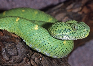 Stock photo of West African tree viper (Atheris chlorechis) portrait, Togo.  Controlled. Available for sale on