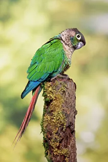 <b class=qtipBold><figcaption>Green-cheeked Conure</figcaption></b><br>AP-1162 Green-cheeked Conure Pyrrhura molinae Dennis Avon Please note that prints are for personal display purposes only and may not be reproduced in any way.<br><em>© Dennis Avon/ardea.com</em> Green-cheeked Conure