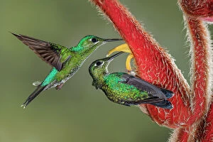 Hummingbird Gallery: Green Crowned Brilliant hummingbird, Costa Rica