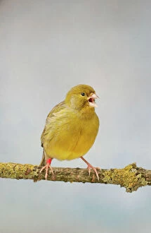 Green Fife Canary - front view singing, captive bred