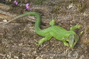 Green Lizard - Western European native Green Lizard - Western European native