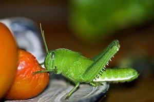 Green nymph of the Garden Locust - feeding on ripening