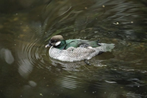 Green Pygmy-goose - male swimming on lake Green Pygmy-goose - male swimming on lake