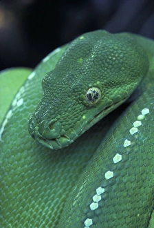 Green Python - Close-up of head Green Python - Close-up of head