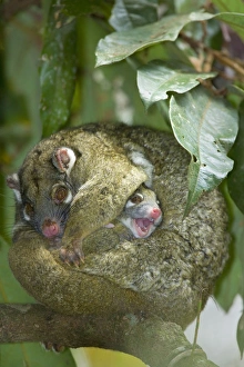 Green Ringtail Possum - female adult curled up on a branch trying to sleep but her baby Green Ringtail Possum - female adult curled up on a branch trying to sleep but her baby