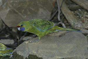 Green Rosella - At waterhole near Buckland Green Rosella - At waterhole near Buckland