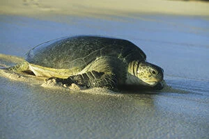 Green Sea Turtle, (Chelonia mydas), nesting