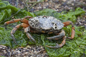 Wadden Sea Gallery: Green Shore Crab / Green Crab / Common Shore Crab