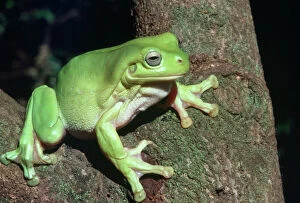 Images Dated 11th October 2007: Green Tree Frog